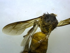 Apis dorsata