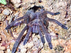 Chilobrachys