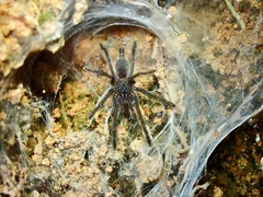 Chilobrachys