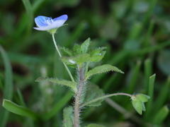 Veronica persica