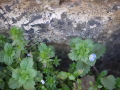 Veronica persica