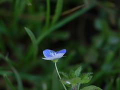Veronica persica