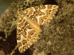 Asaphodes clarata