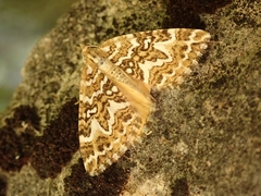 Asaphodes clarata