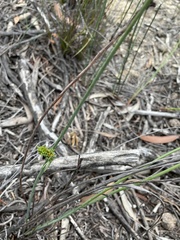 Glischrocaryon behrii