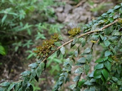 Metrosideros colensoi