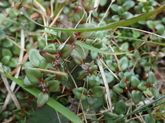 Epilobium gracilipes
