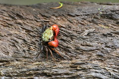 Parasesarma brevicristatum