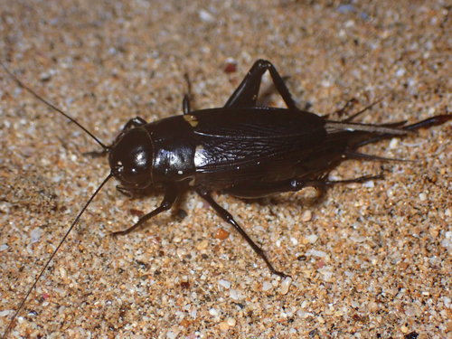Southern Field Cricket photo 5