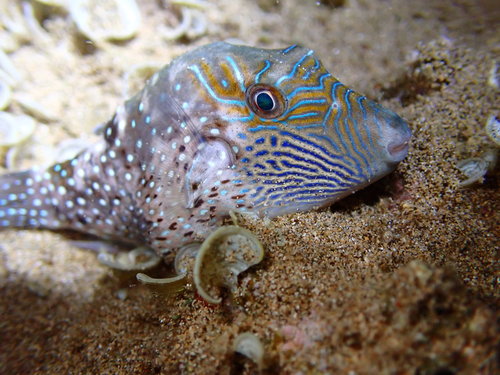 Ambon toby (Canthigaster amboinensis) — Tetraodontidae — 4