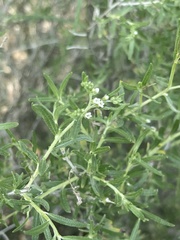 Euploca rariflora hereroensis