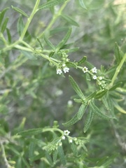 Euploca rariflora hereroensis