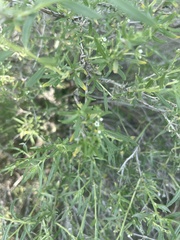 Euploca rariflora hereroensis