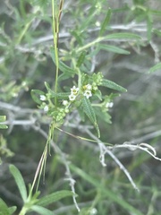 Euploca rariflora hereroensis
