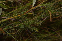 Persoonia acerosa