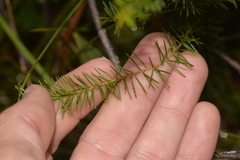 Persoonia acerosa