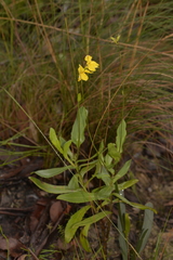 Goodenia decurrens