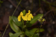 Goodenia decurrens
