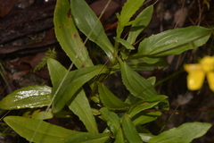Goodenia decurrens
