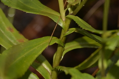 Goodenia decurrens