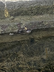 Hydromys chrysogaster