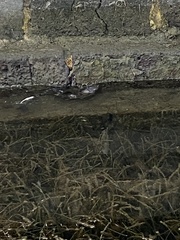 Hydromys chrysogaster