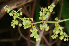 Rumex sagittatus