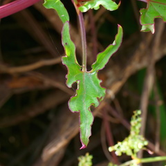 Rumex sagittatus