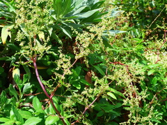 Rumex sagittatus