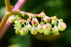 Rumex sagittatus