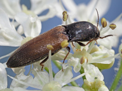 Agriotes ustulatus