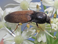 Agriotes ustulatus