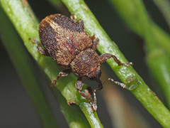 Lignyodes enucleator