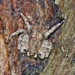 Stephanopis altifrons