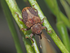 Lignyodes enucleator
