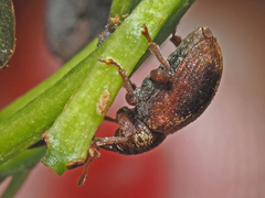 Lignyodes enucleator