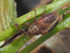 Lignyodes enucleator