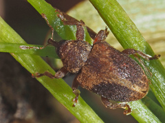 Lignyodes enucleator
