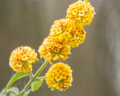 Buddleja weyeriana