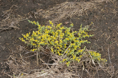 Sedum nuttallii