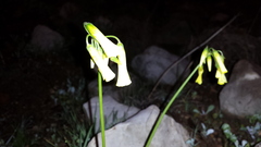 Oxalis pes-caprae