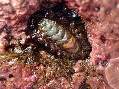 Acanthochitona viridis