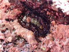 Acanthochitona viridis