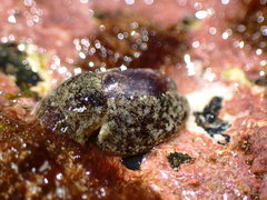 Smaragdinella calyculata