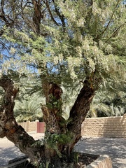 Angiospermae