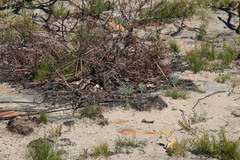 Leucadendron glaberrimum glaberrimum