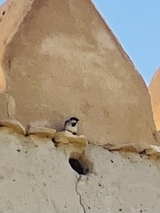 Passer domesticus