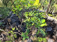 Pseudopanax macintyrei