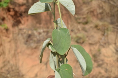 Decaschistia crotonifolia