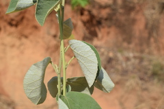 Decaschistia crotonifolia